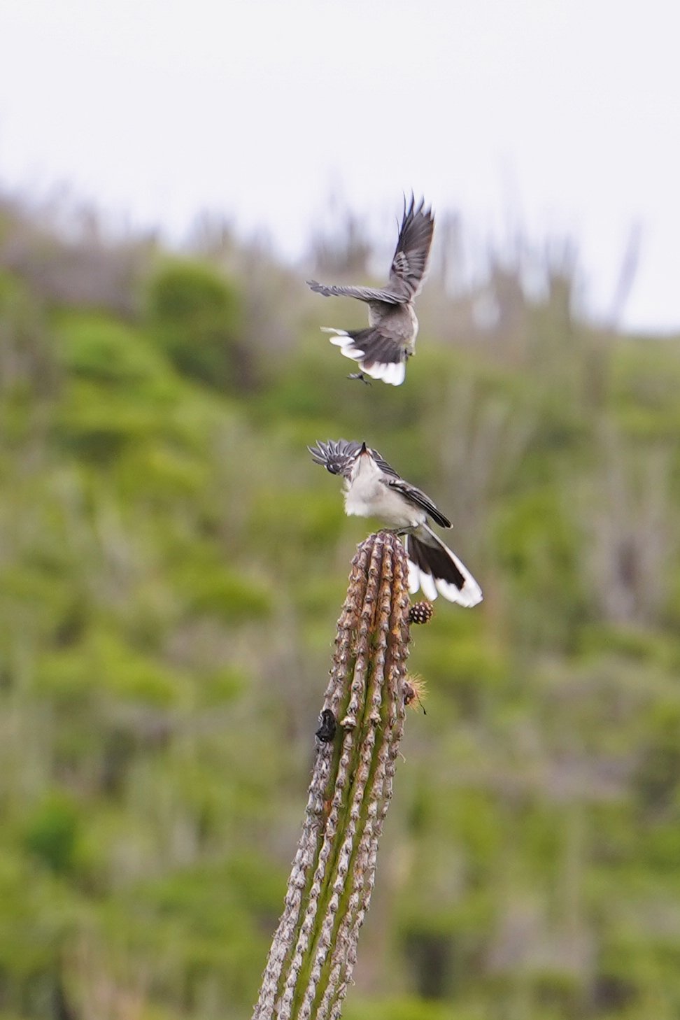 Two birds who might be fighting on the top of a cacti
