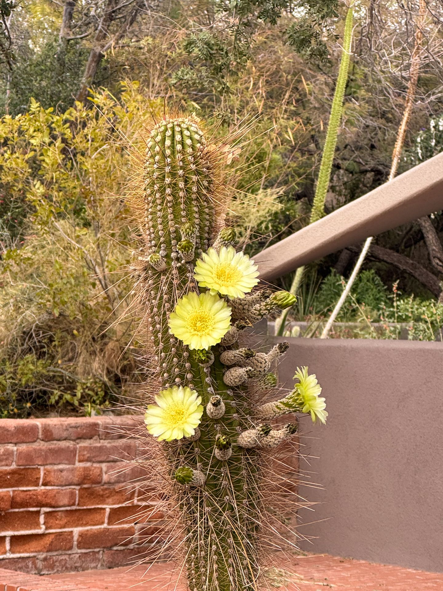 A cactus blooming with yellow flowers