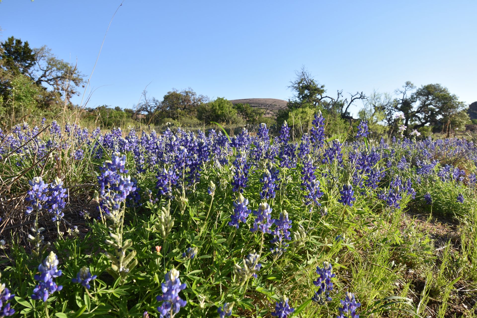 A view of bluebonnets with Enchanted Rock in the background.