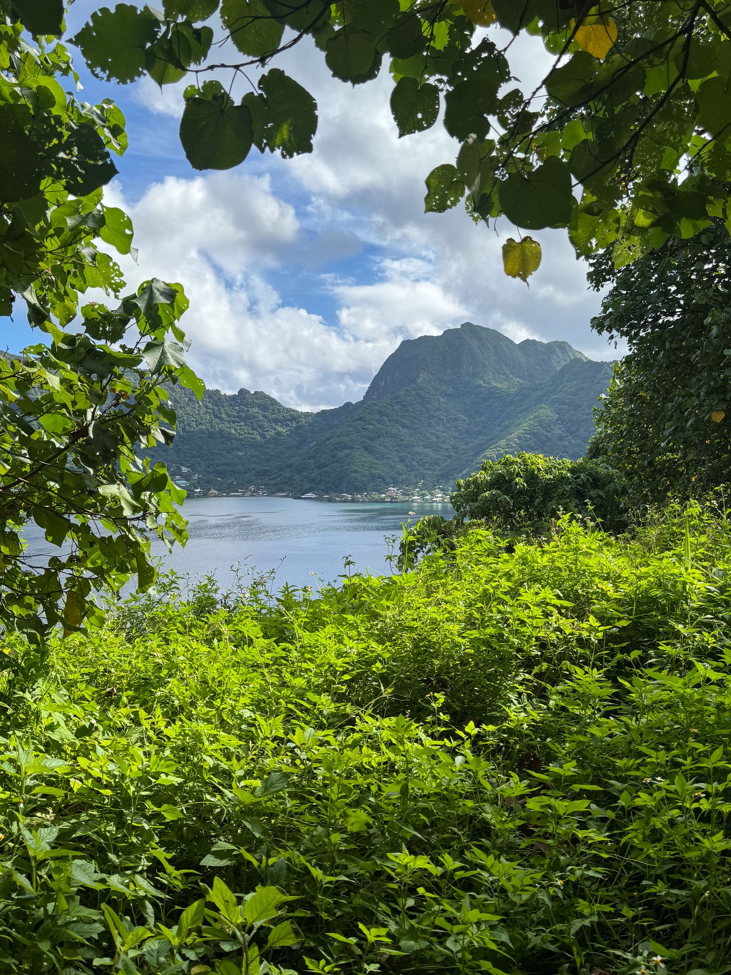 A view of a harbor, with a green mountain behind it, seen through trees