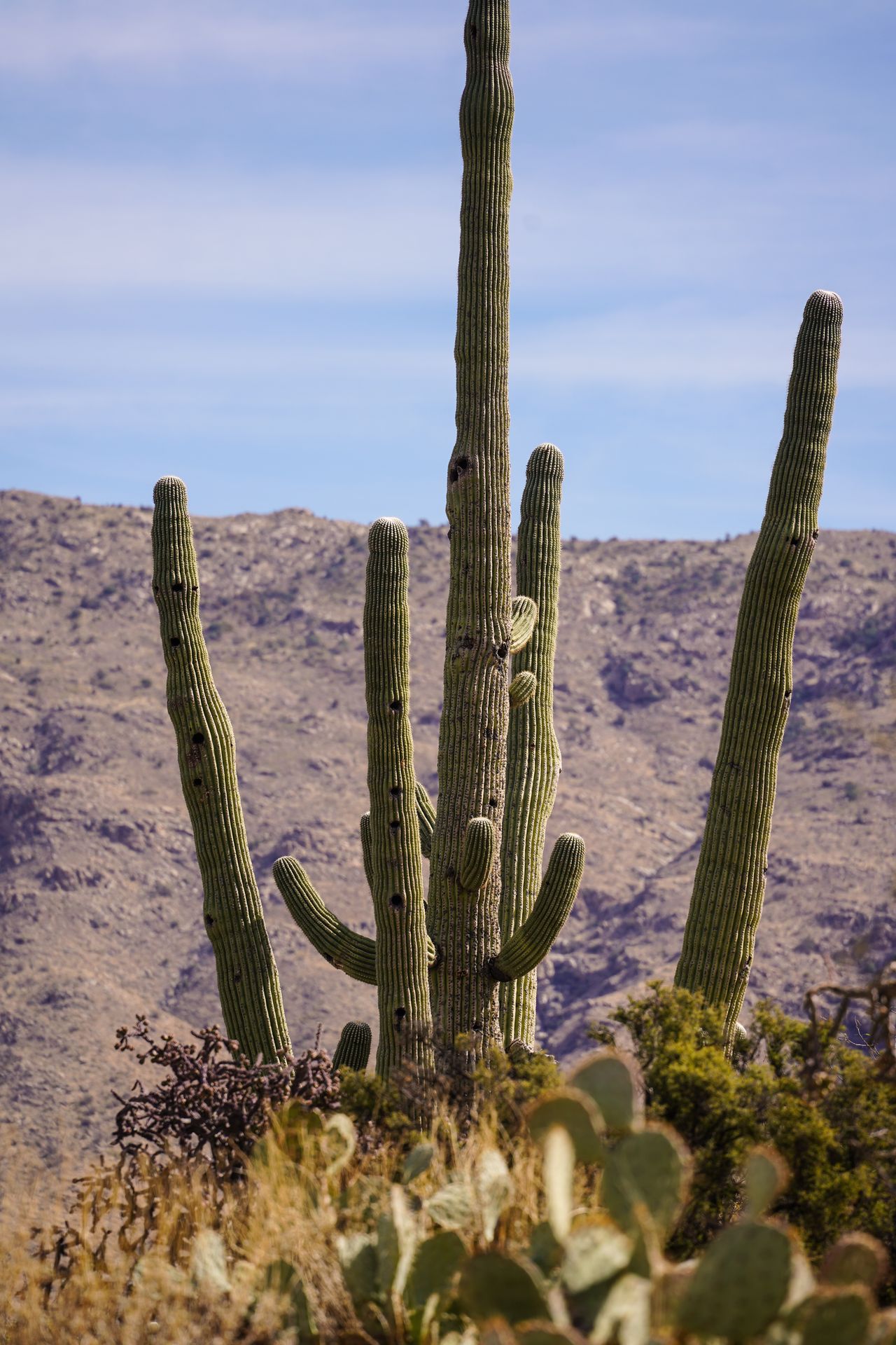 A group of saguaro cacti, with prickly pear cacti in the foreground