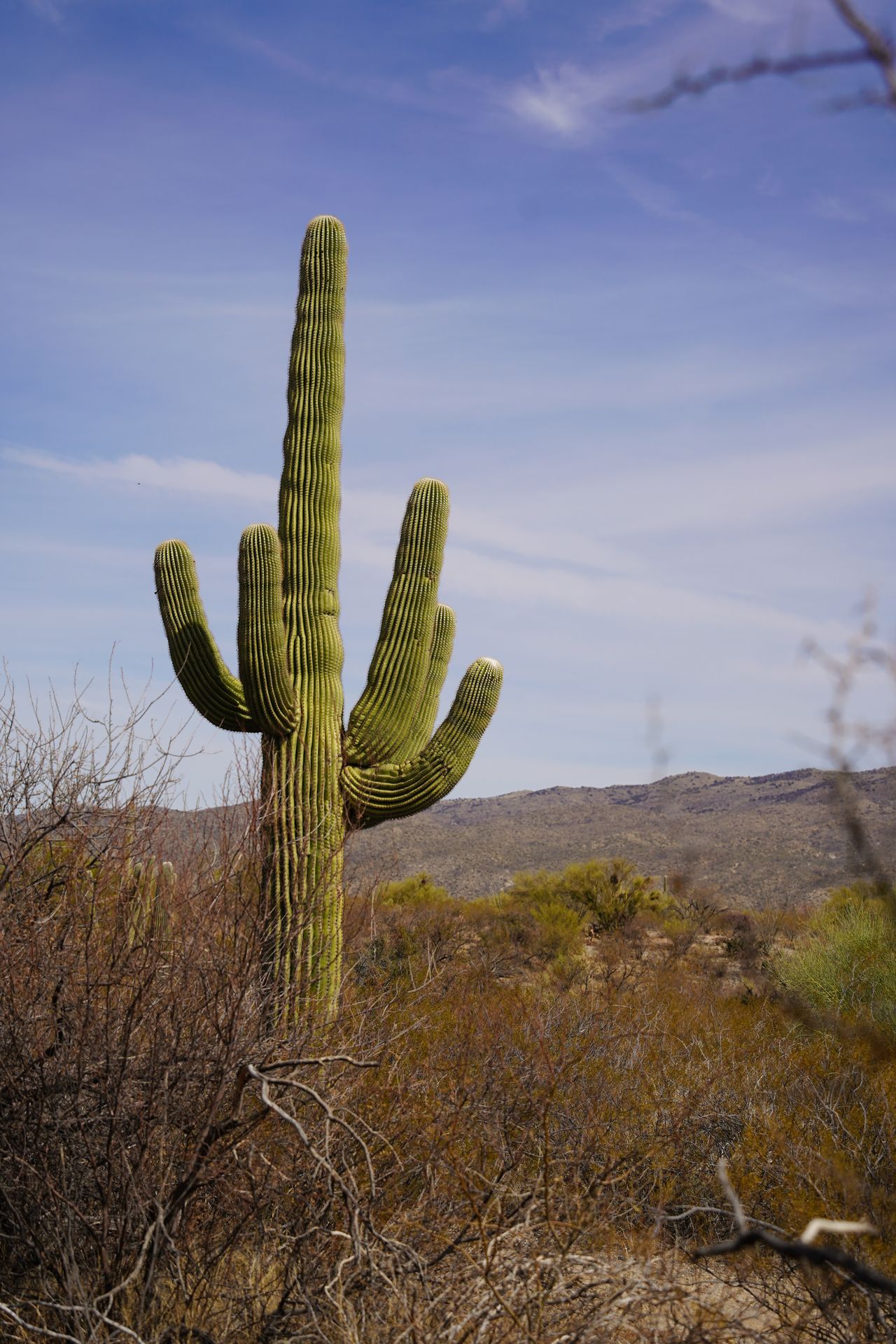 A saguaro cactus standing alone at Saguaro National Park