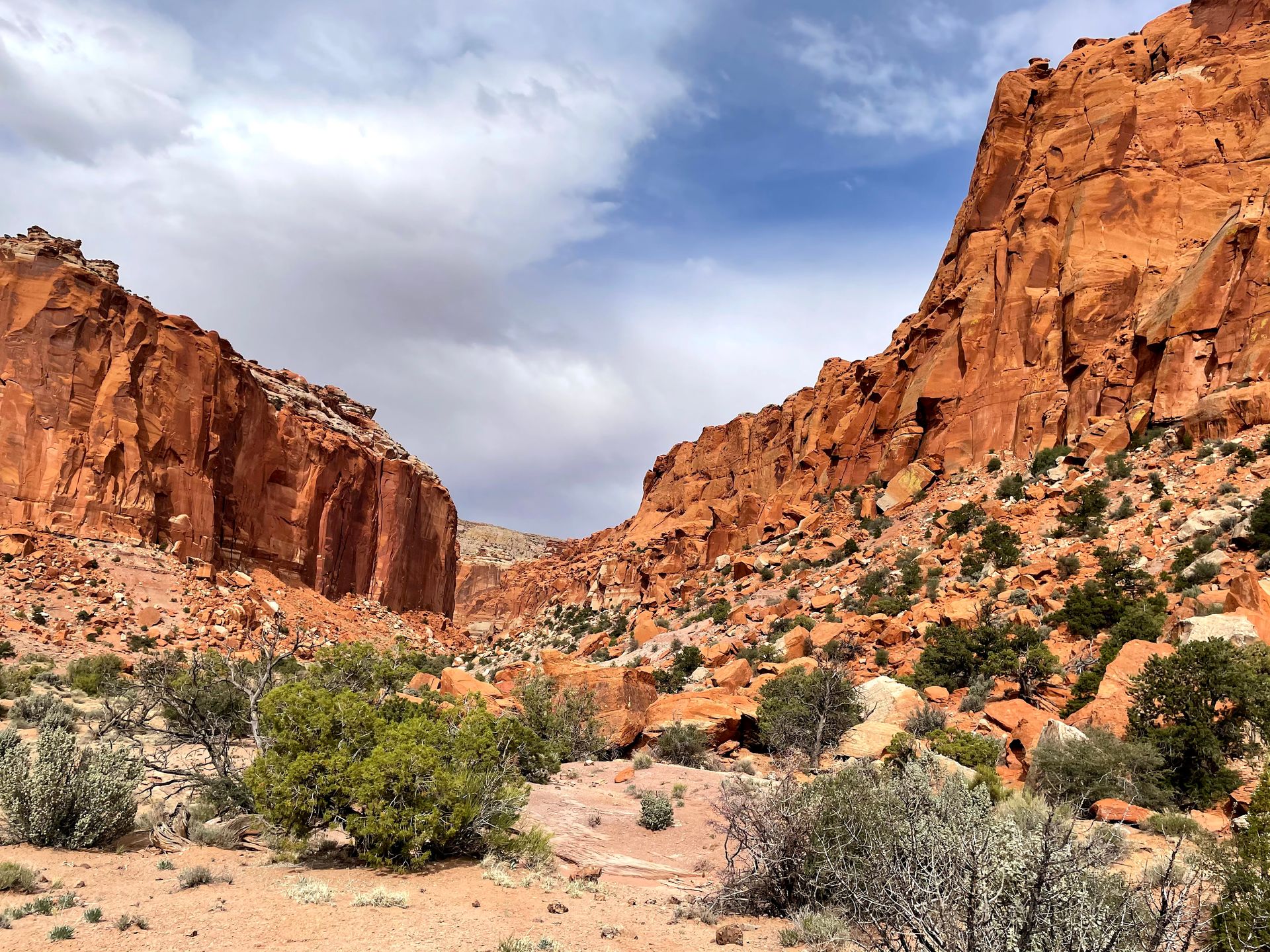 A view of towering orange walls in a canyon in Capitol Reef