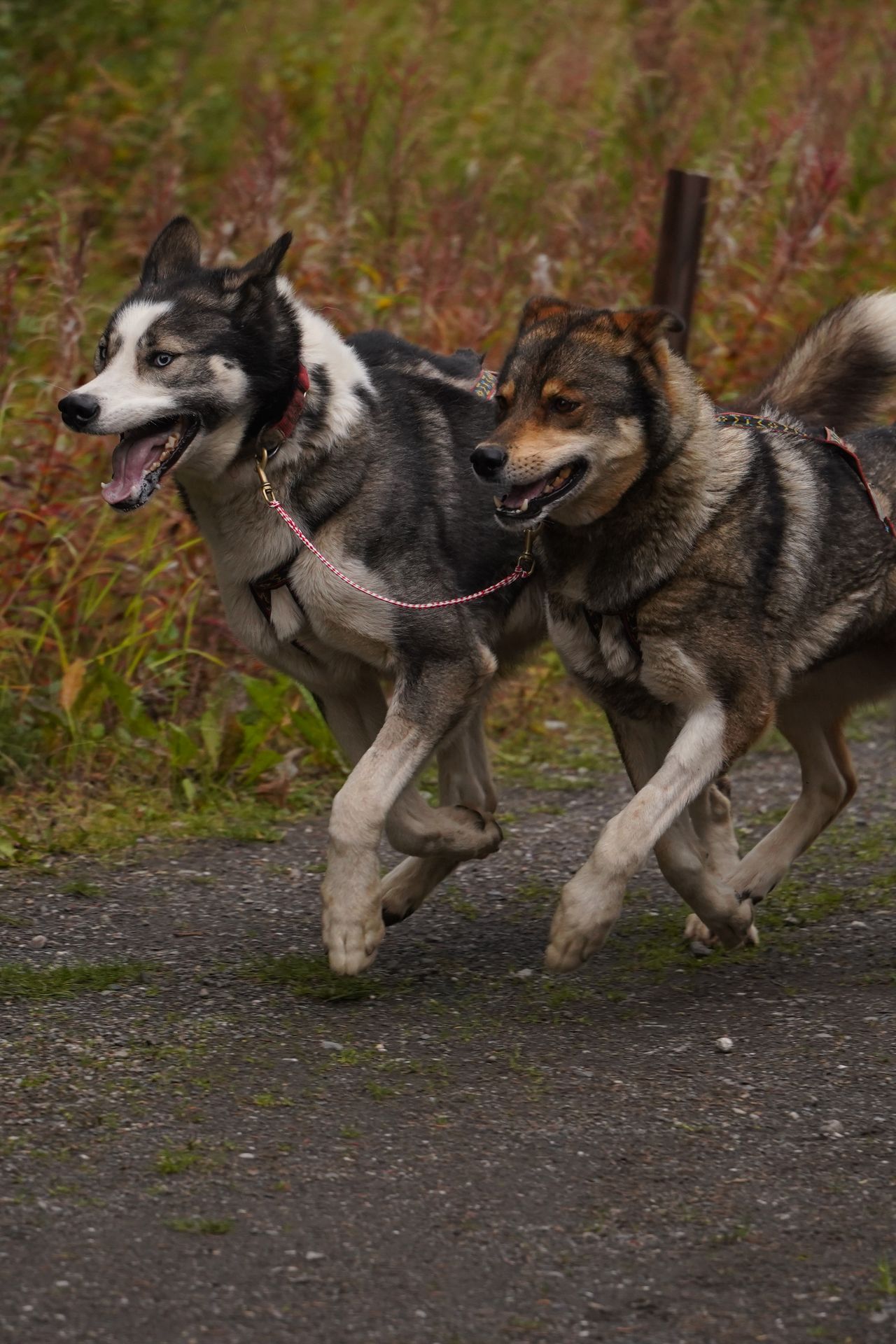 Two husky dogs running during a sled dog demonstration in Denali