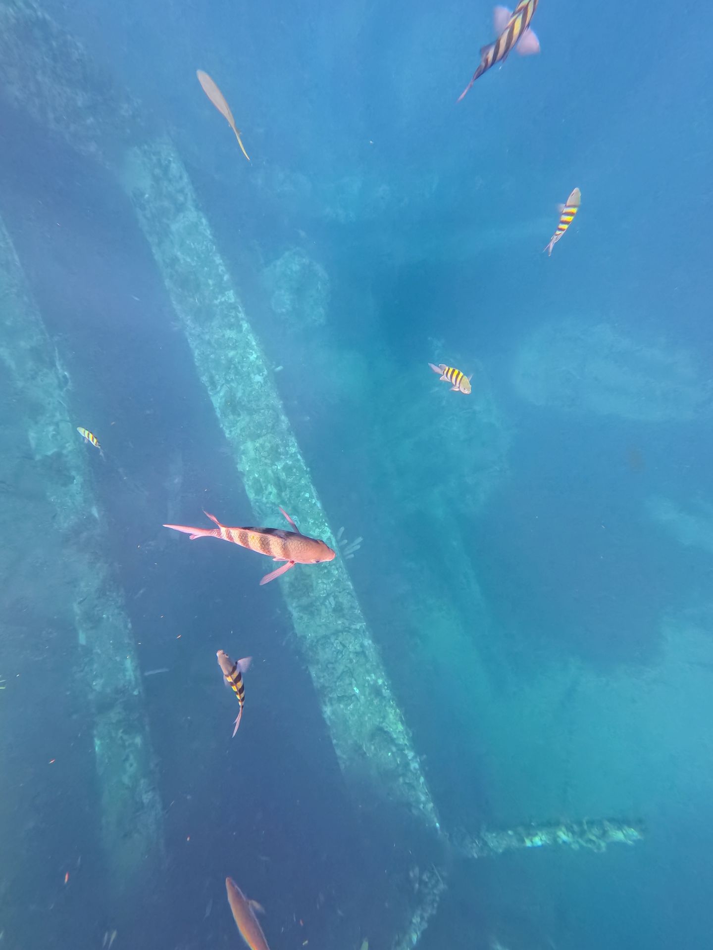 Fish swimming next to a shipwreck