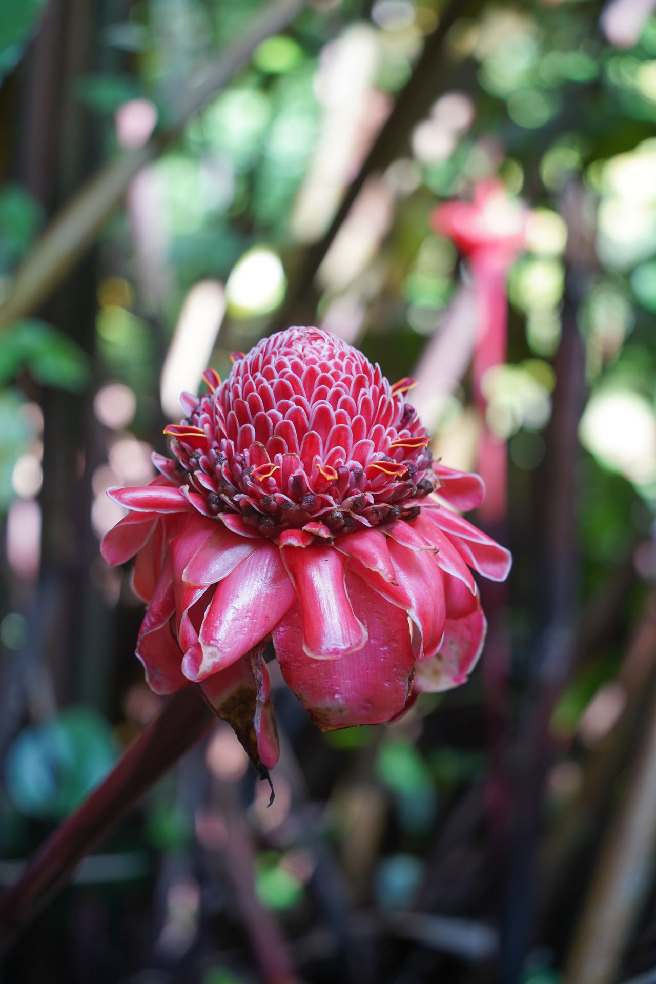 A close up of a pink flower in the Ke’anae Arboretum