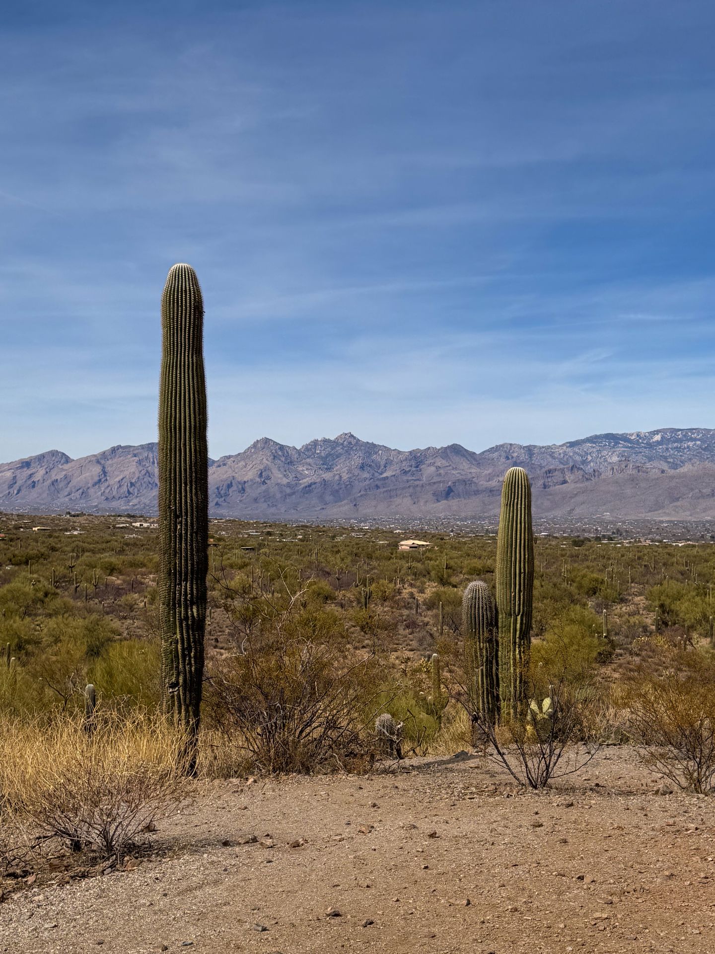 A few saguaro cacti with no arms