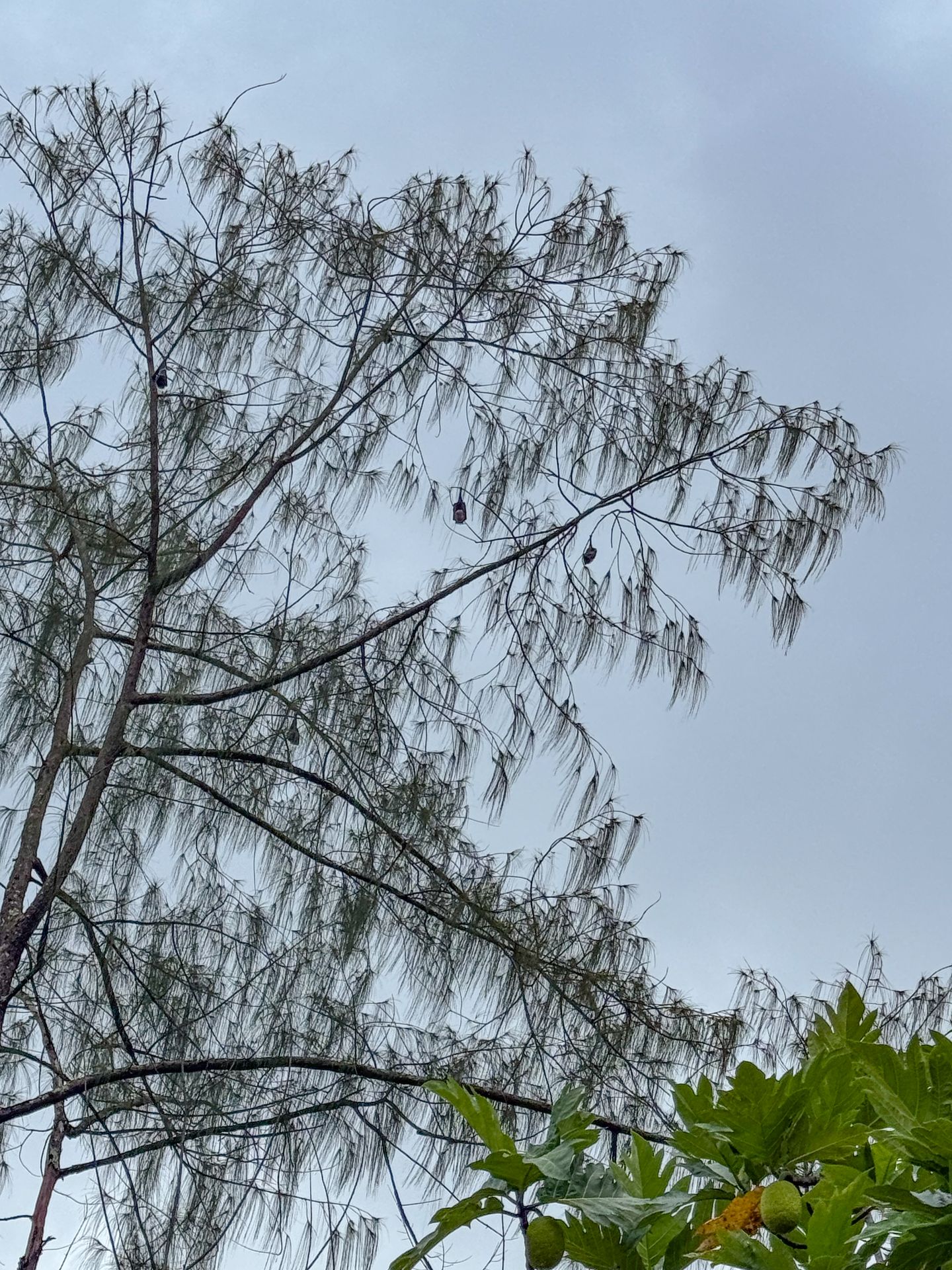 A tree with a few fruit bats hanging from the branches