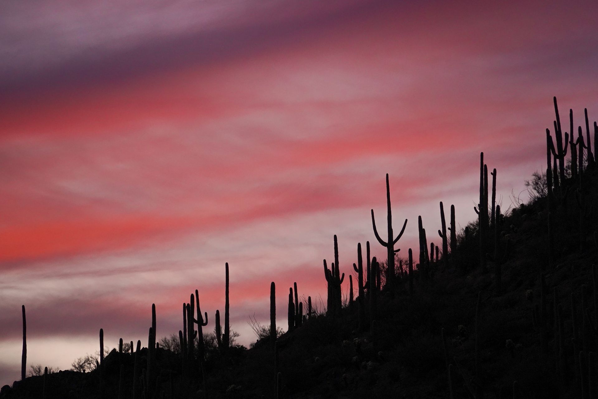 A pink sky with the silhouettes of saguaro cacti at Gates Pass