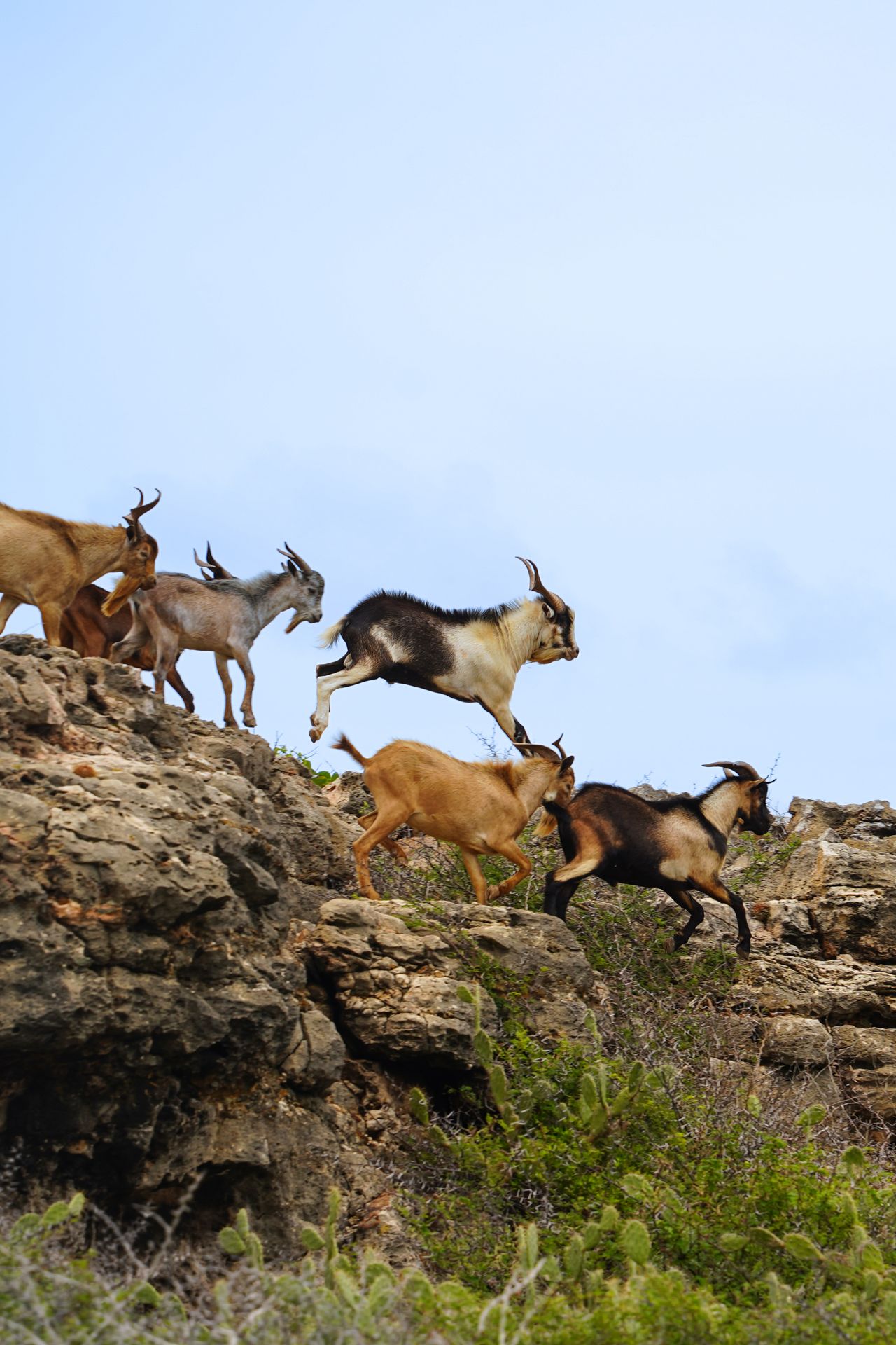 A herd of goats running in Aruba