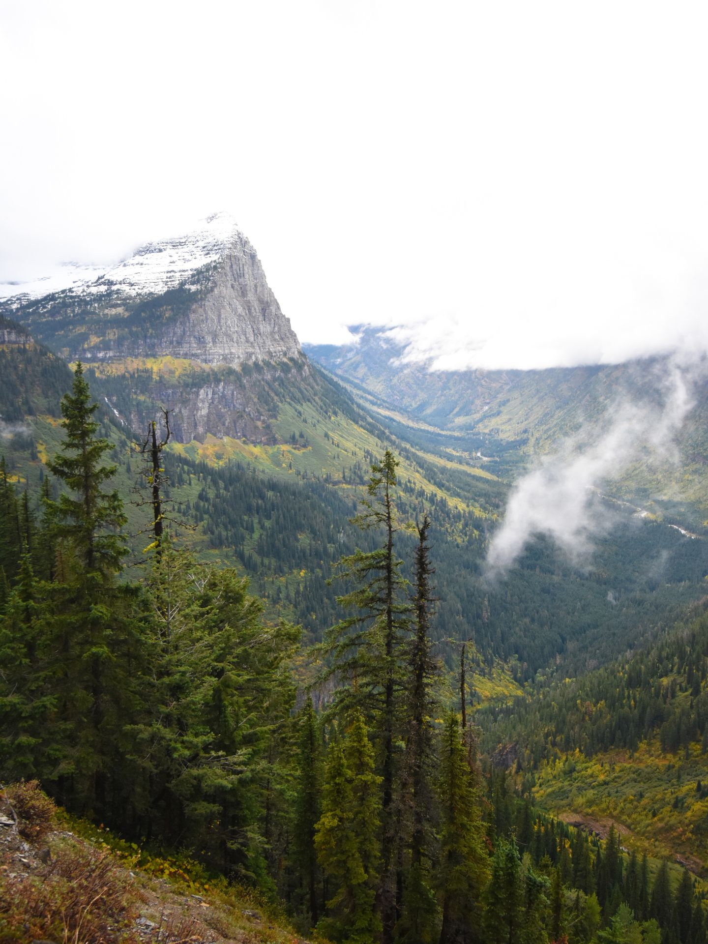 A view of a mountain and pine trees with a little bit of fog in the air
