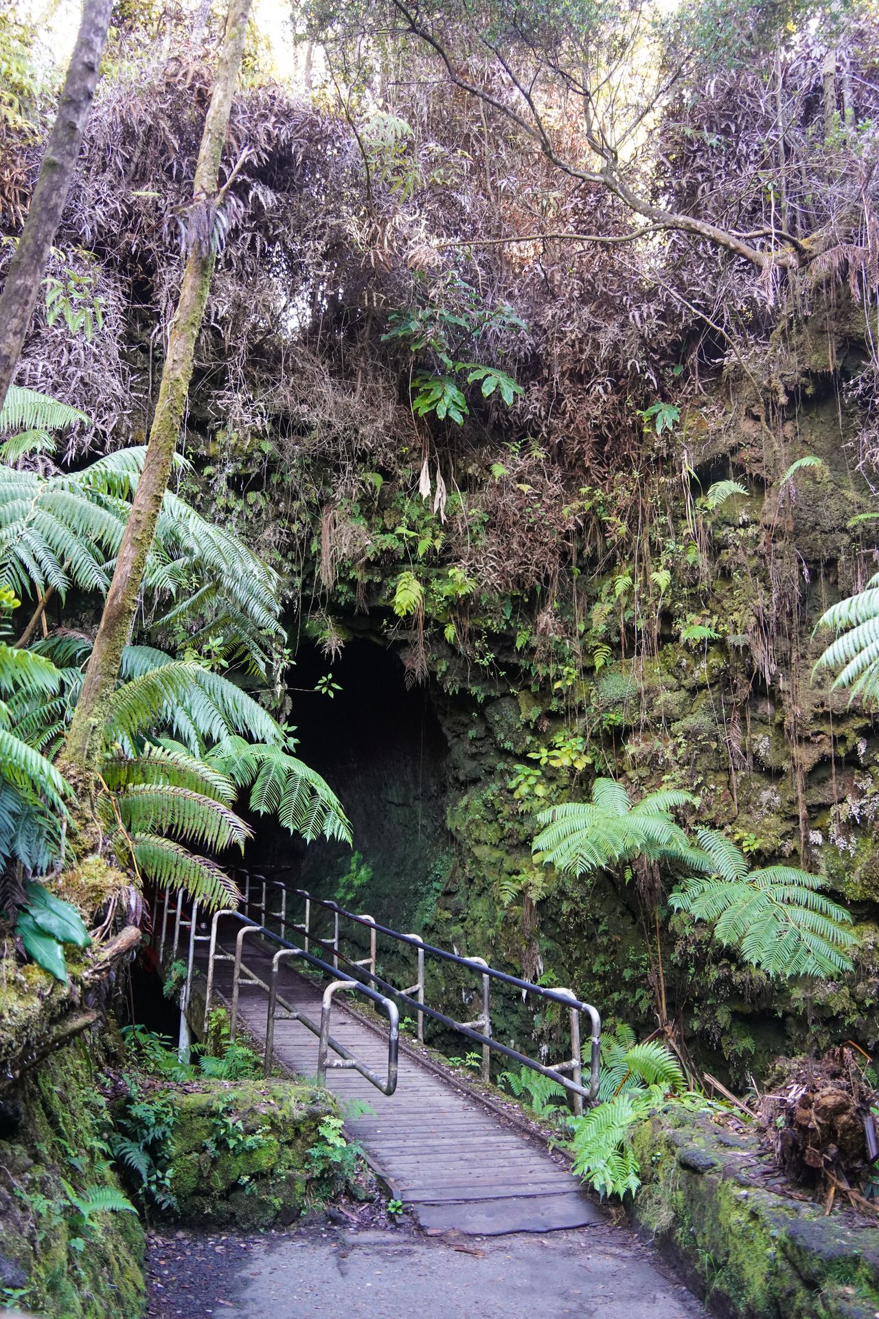 The entrance to the Nāhuku lava tube, which has greenery and trees growing out next to black lava rocks