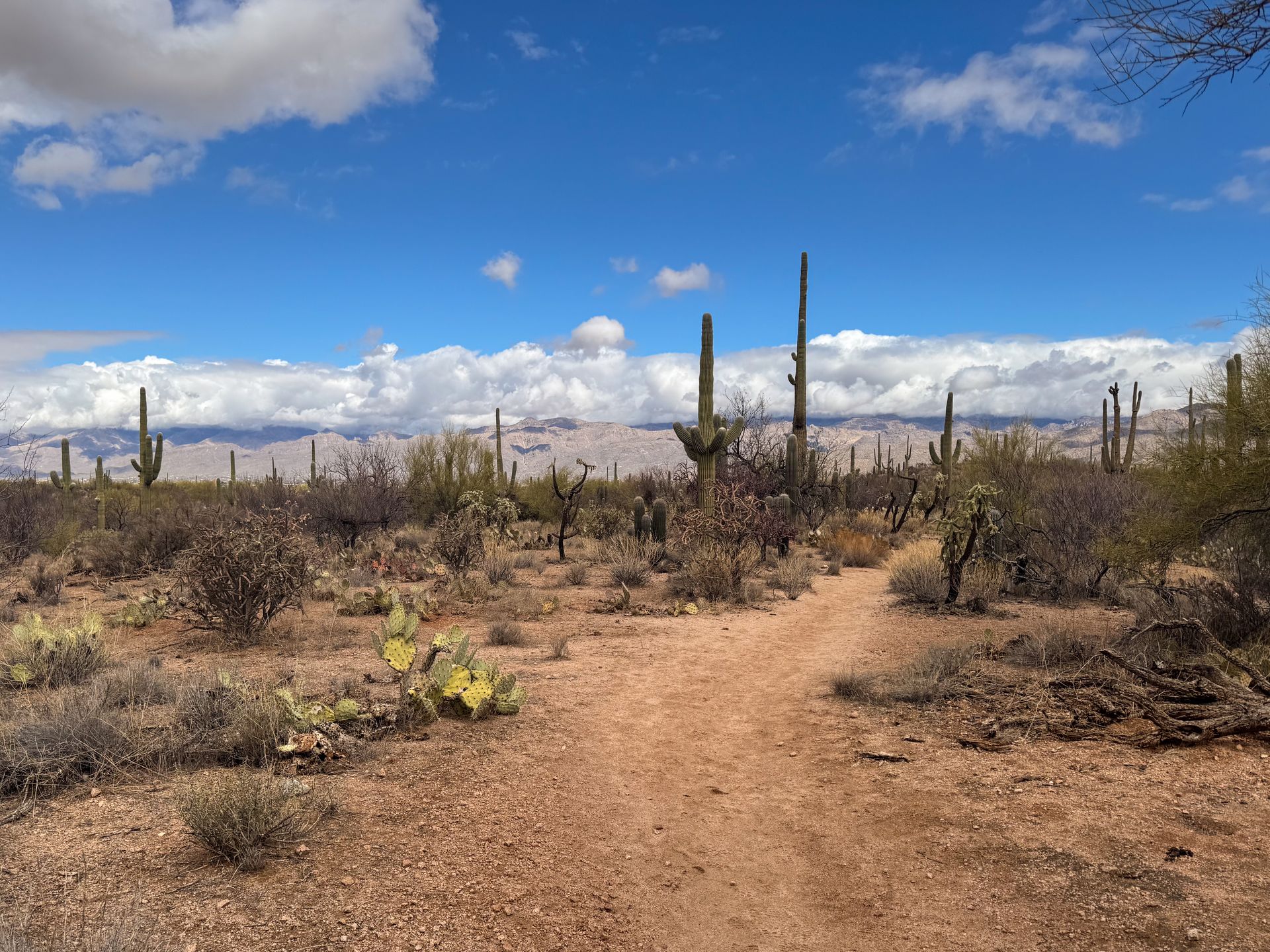 Looking up at a trail winding through a desert landscape with multiple saguaro cacti, and mountains in the distance
