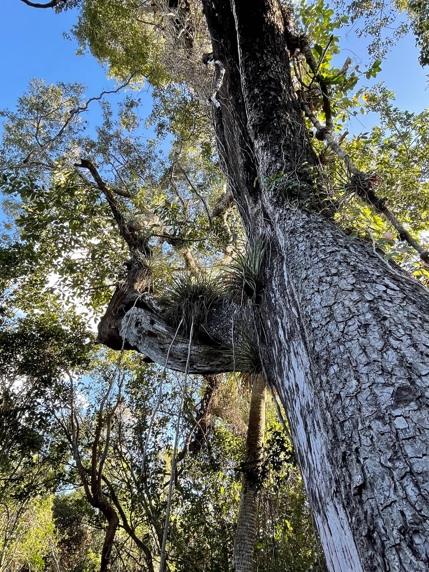 Looking up at a tree with greenery hanging from its branches.