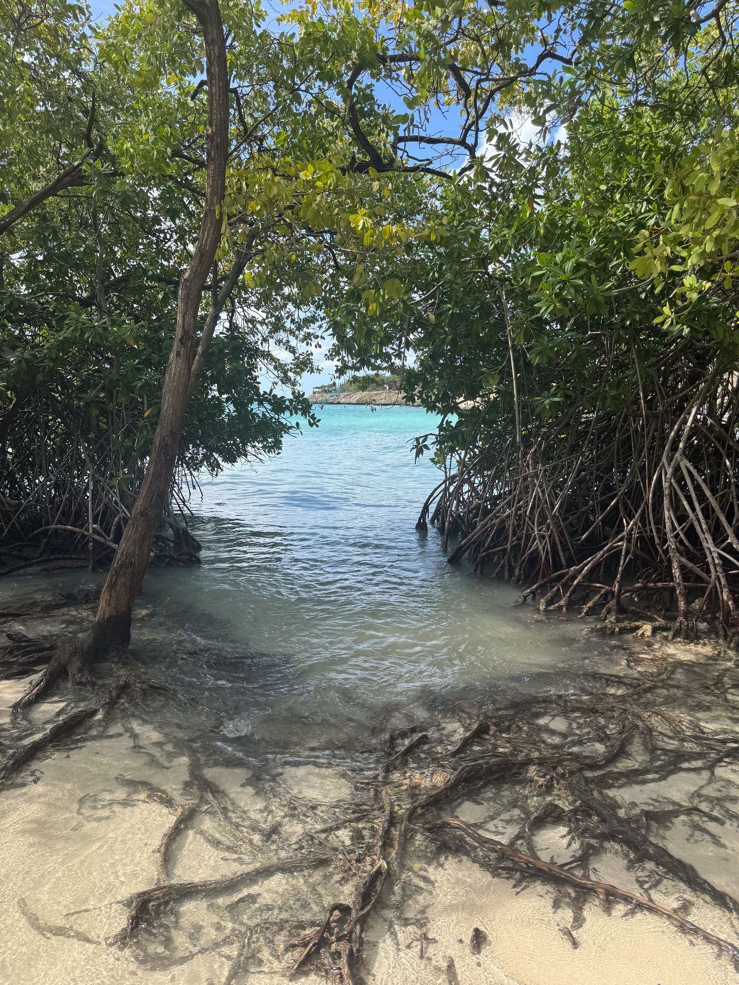 A small sandy area on the ocean framed with mangrove trees