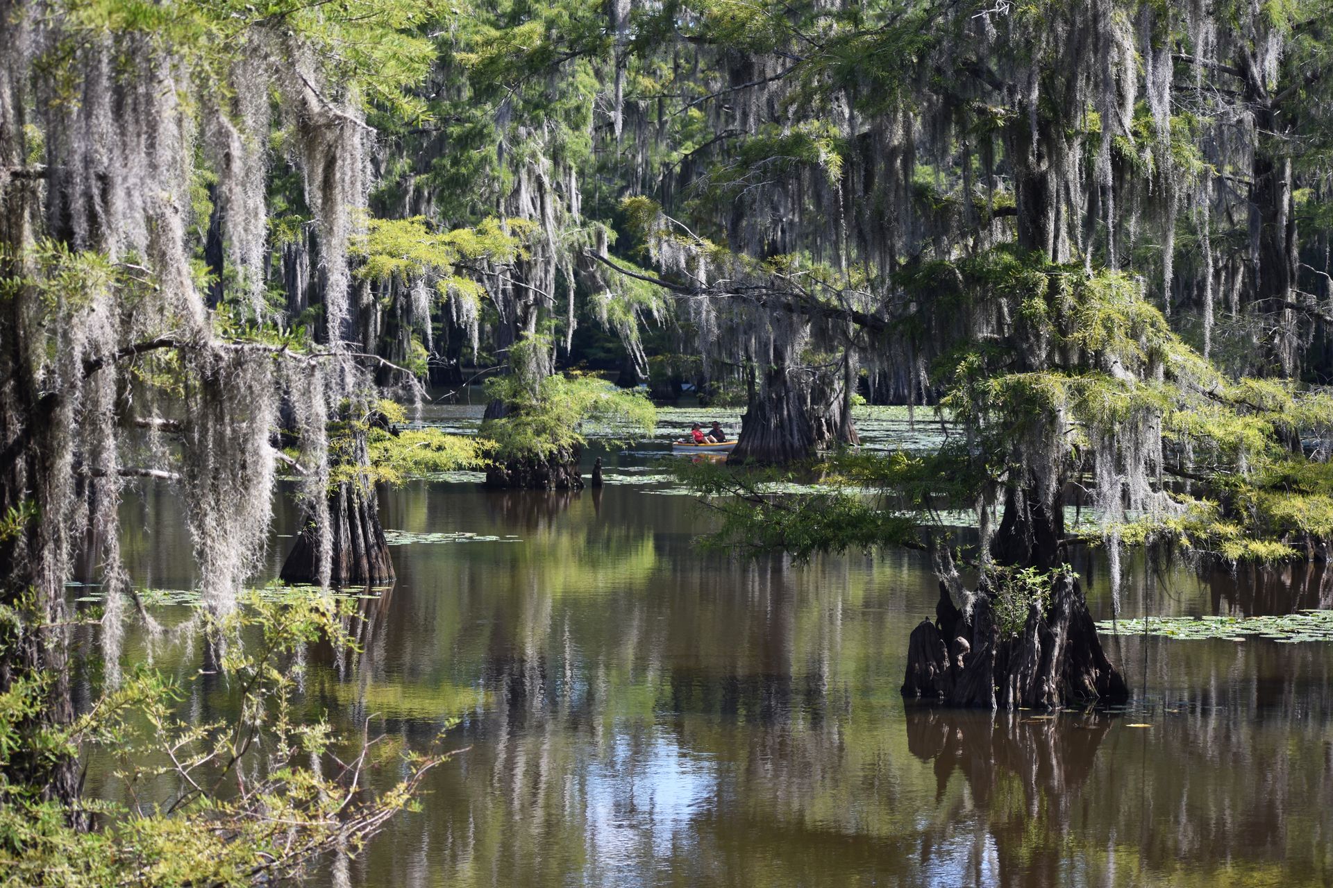 A view of Mill Pond, where there are large cypress trees with hanging spanish moss. In the distance, there are two people in canoes.