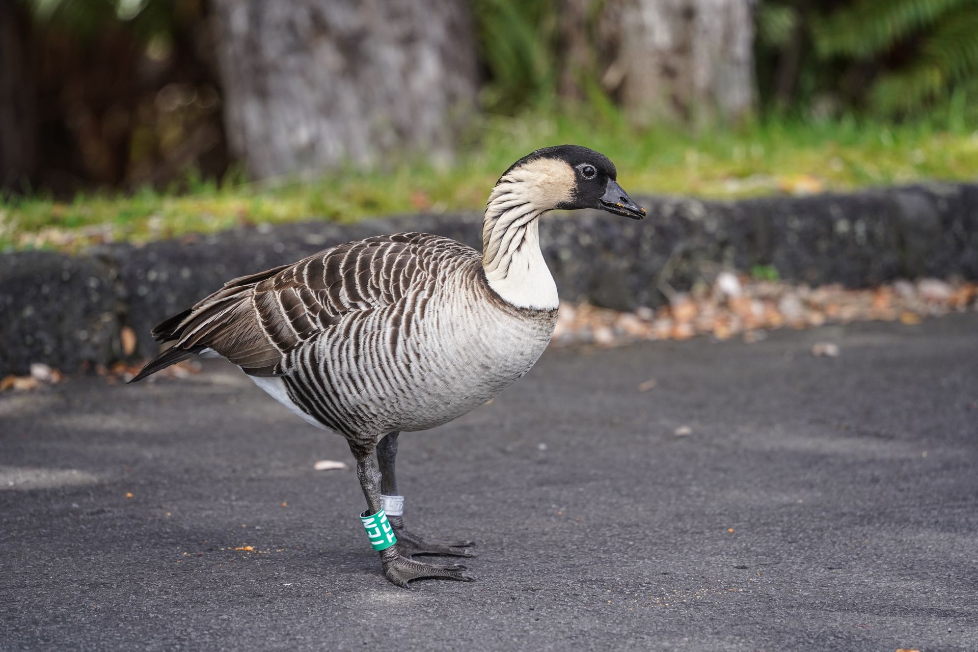 A nēnē bird with a tag in Hawai'i Volcanoes National Park