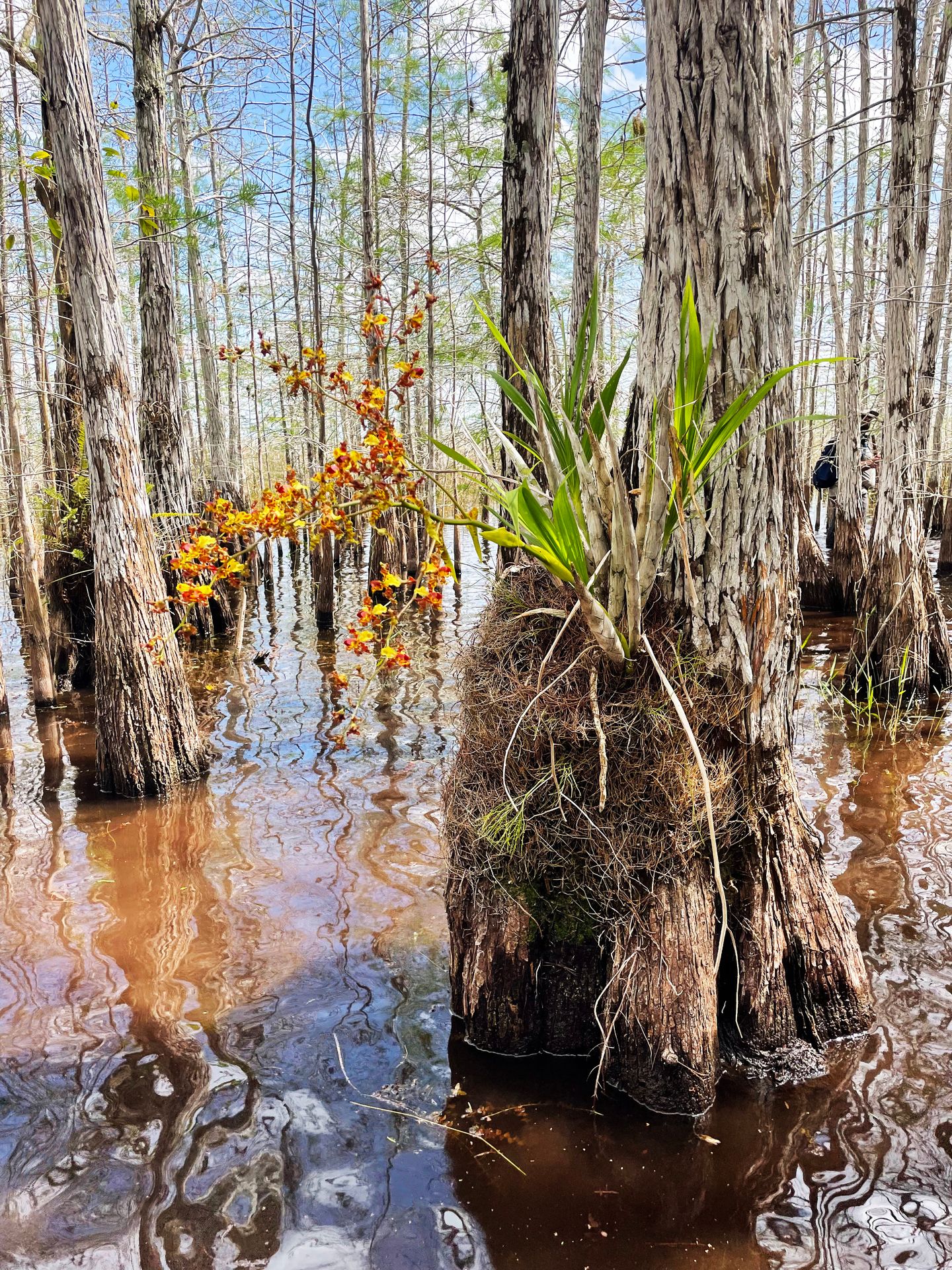 An orange and yellow orchid on a cypress tree that grows up from water in the cypress dome.