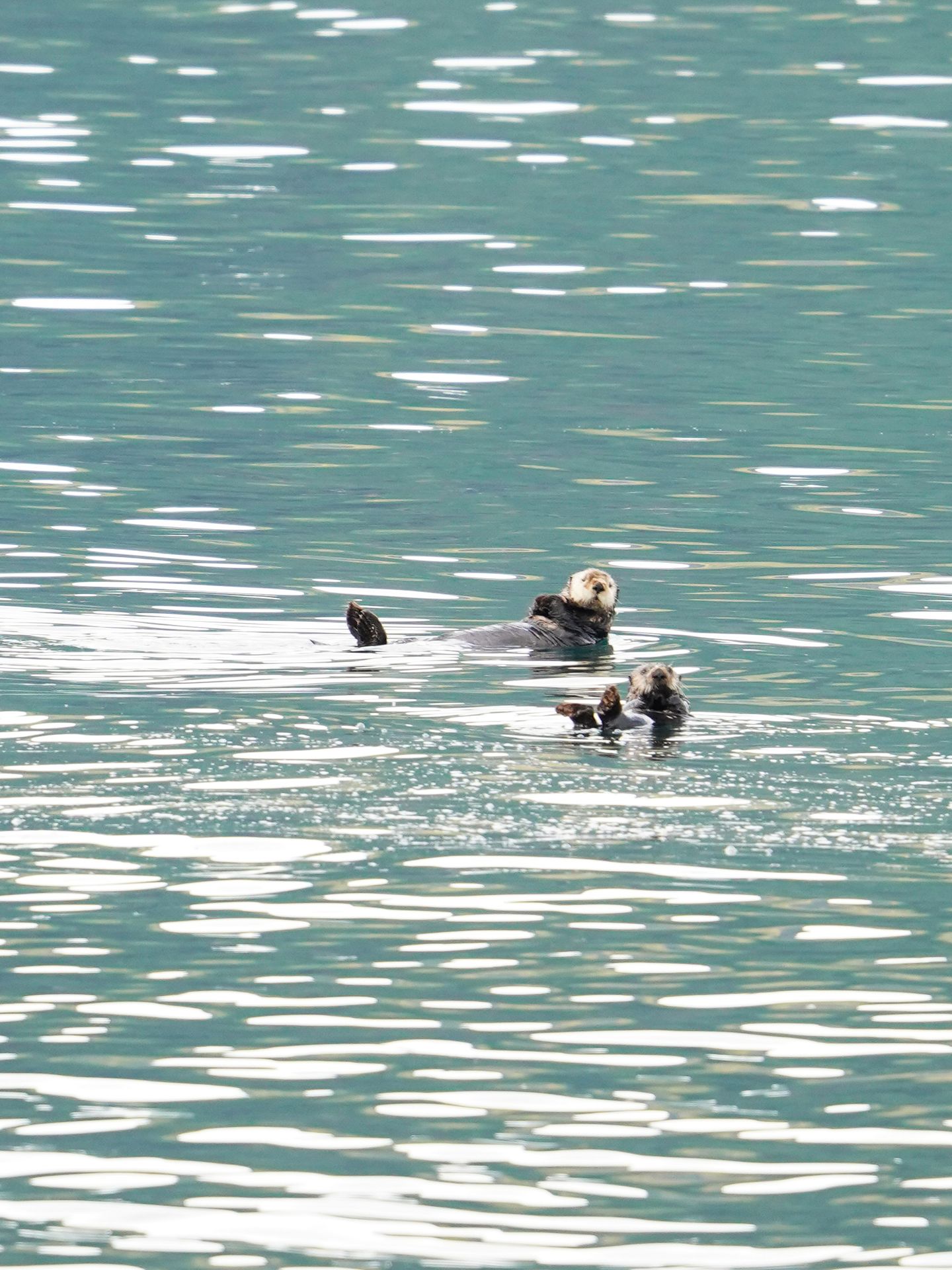 Two otters floating in the water, seen from a boat tour with Major Marine