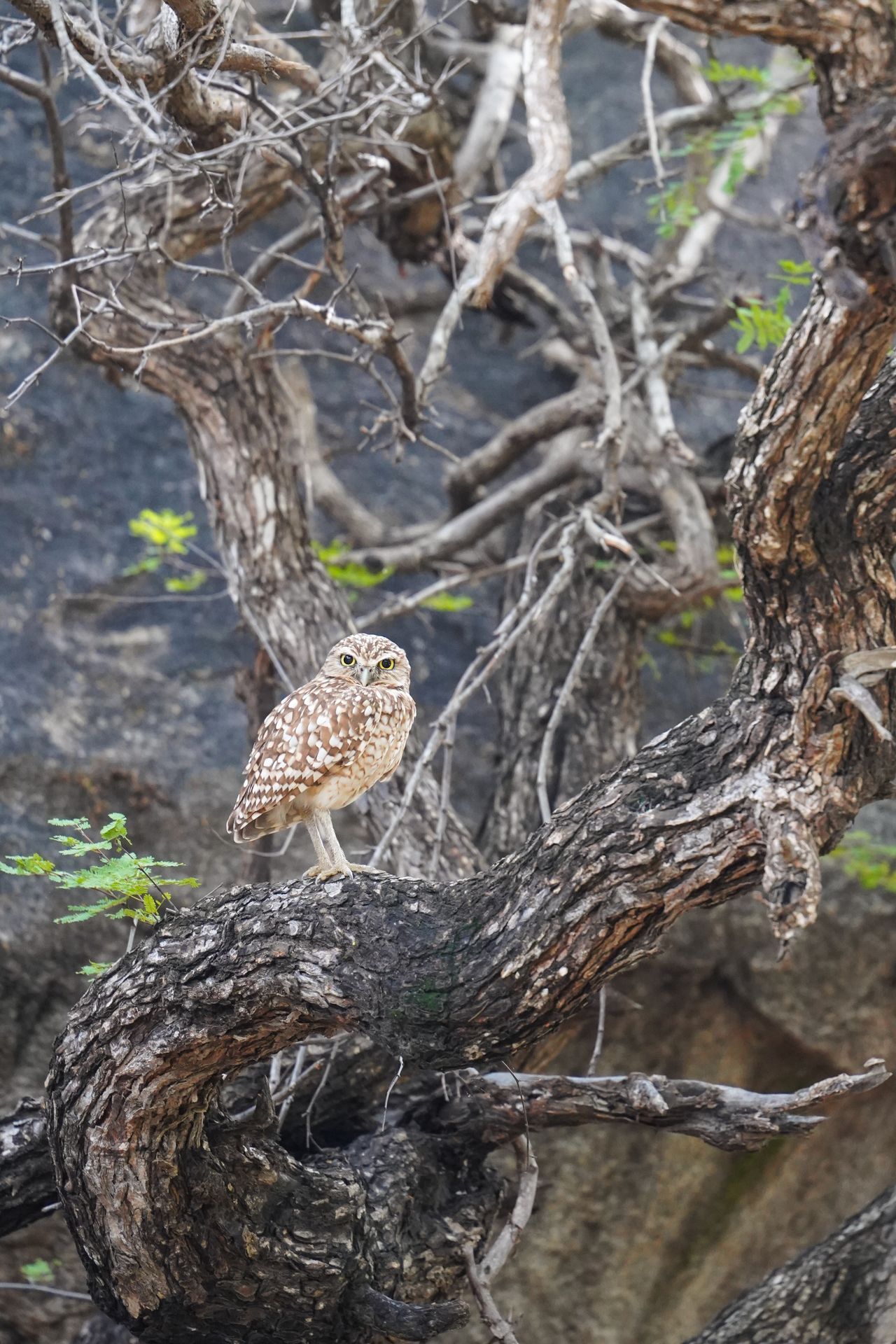 A burrowing owl at the Casibari Rocks