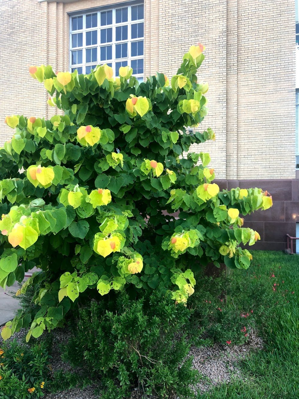 A yellow and green plant in downtown Fredericksburg.