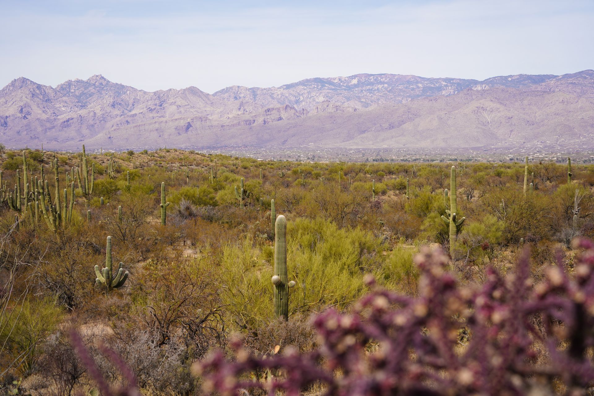A view of Saguaro National Park with some pink plants in the foreground and mountains in the distance