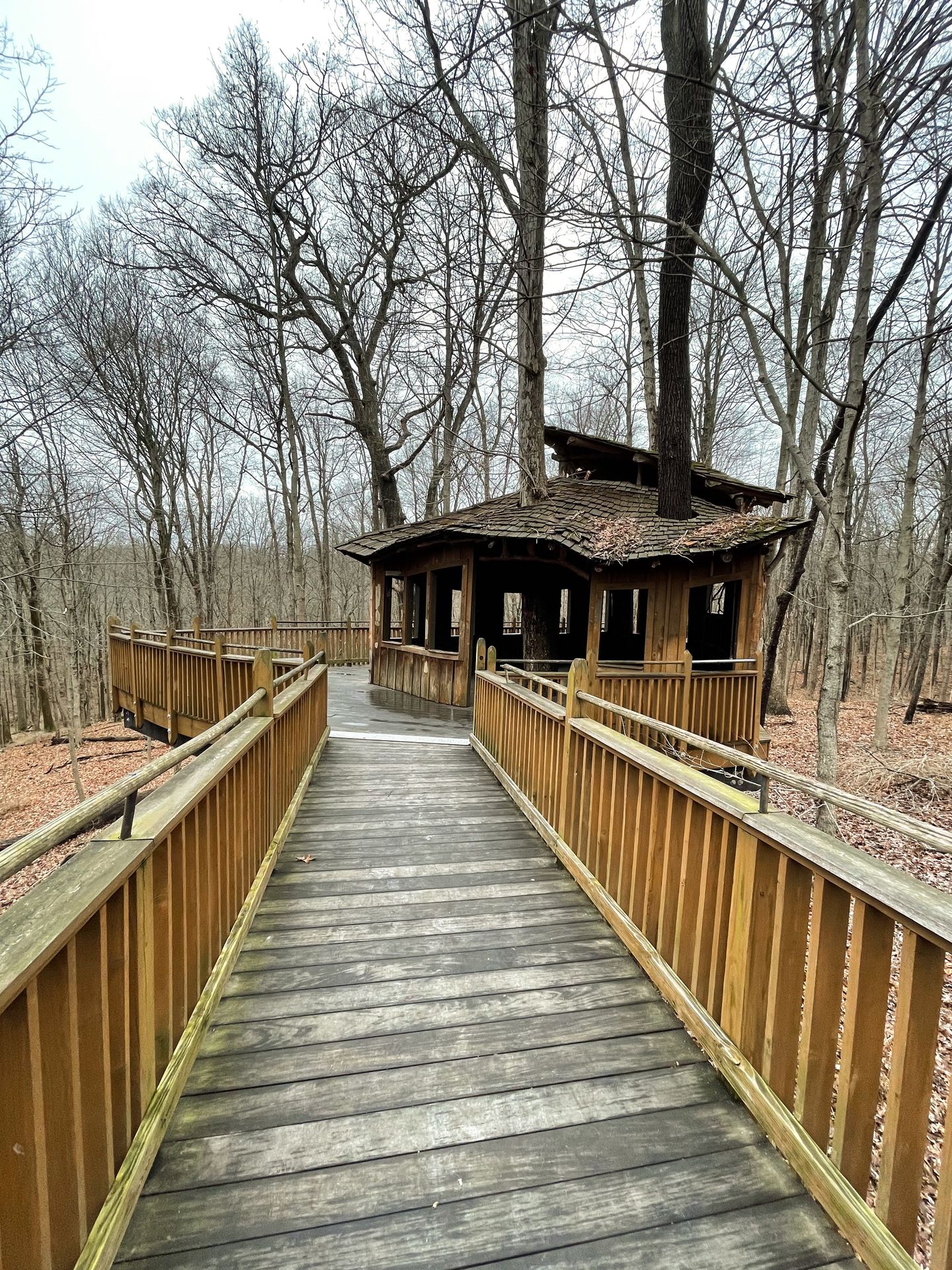 A wooden path leading to a small treehouse in Mount Airy Forest