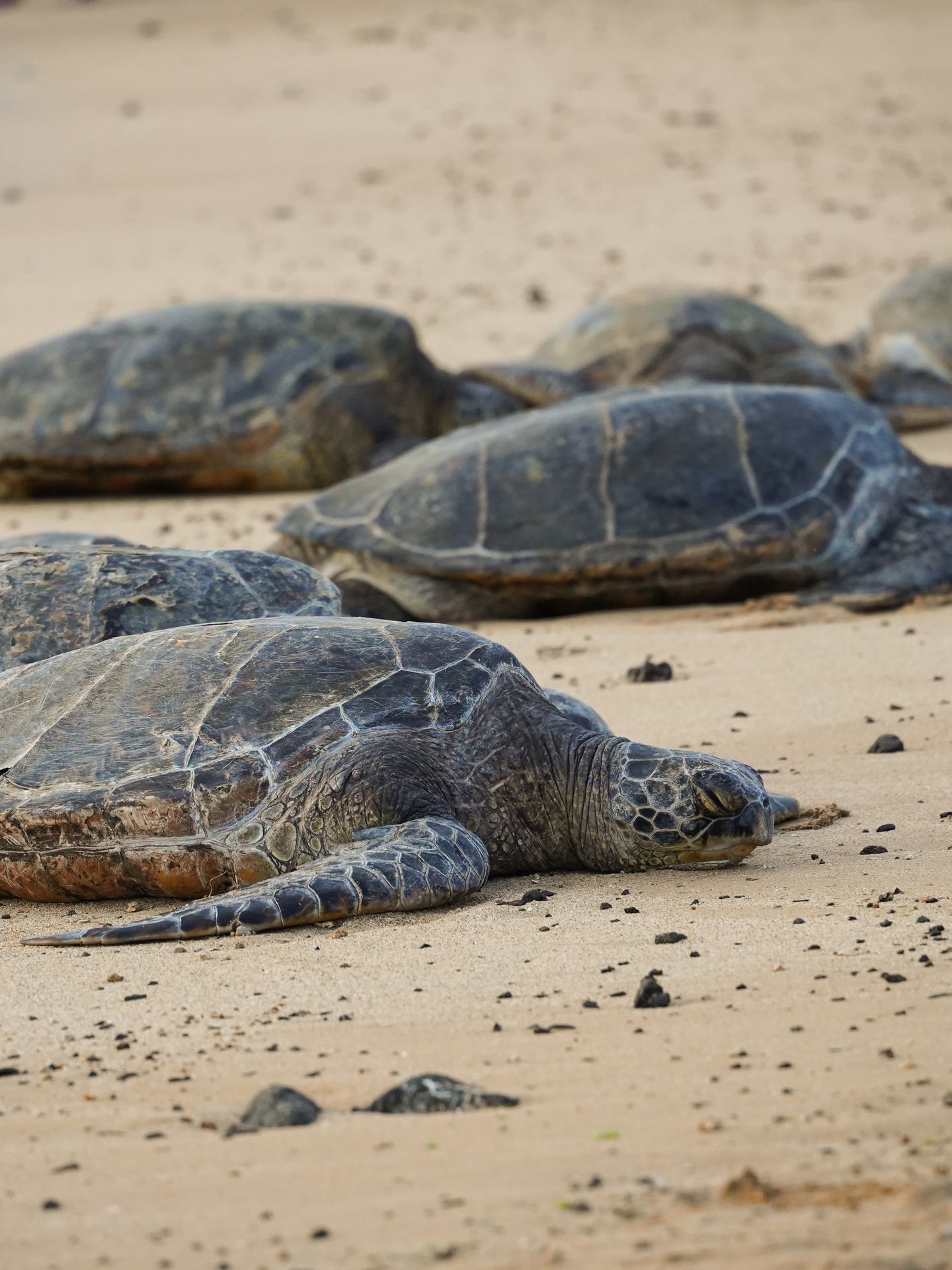 A few sea turtles laying on a sandy beach
