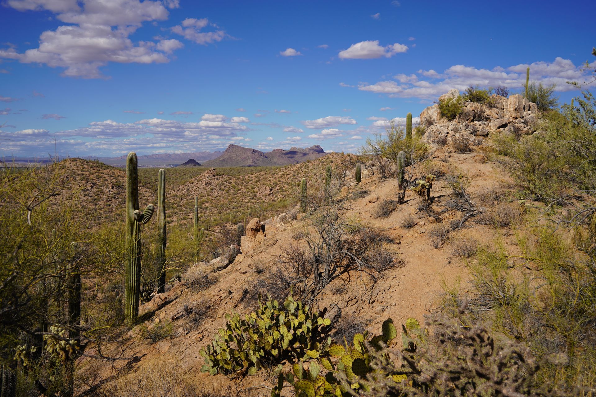 A hill with a mix of saguaro cacti, prickly pear cacti and other desert life, and mountains in the distance