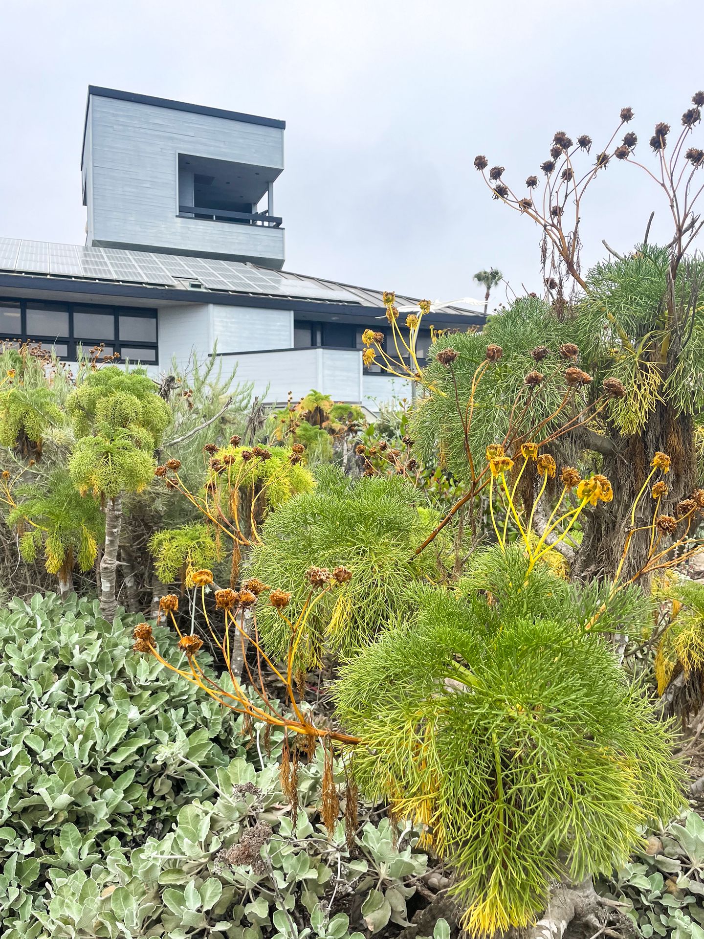 Green plants in front of the Channel Islands visitor center
