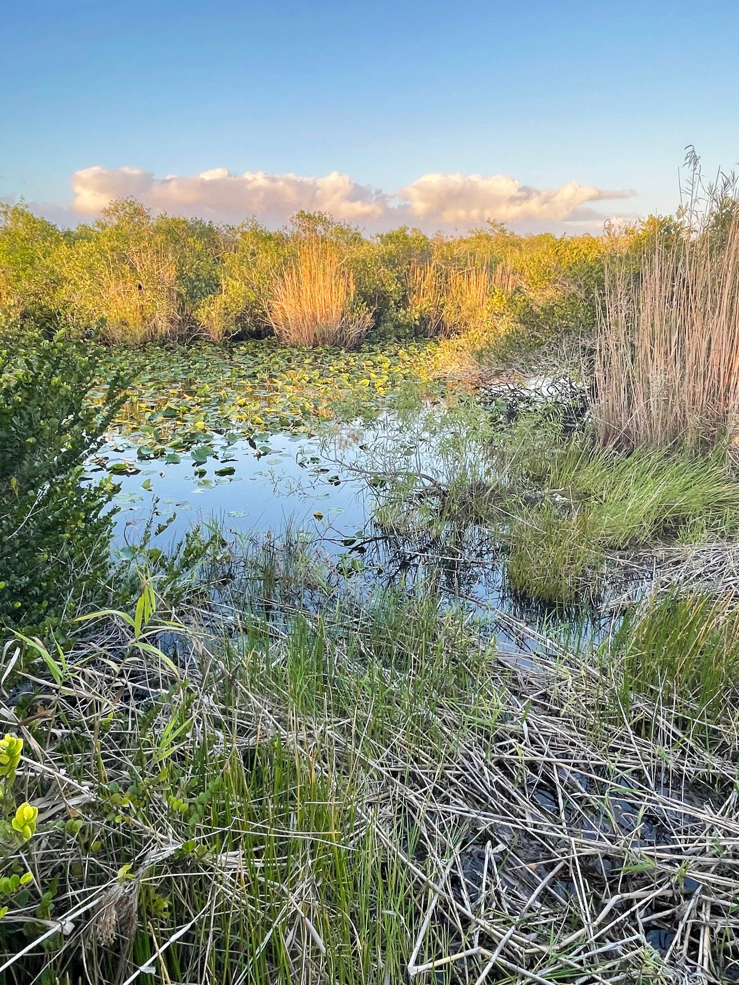 A pond with lilypads and grassland behind it along the Anhinga Trail.