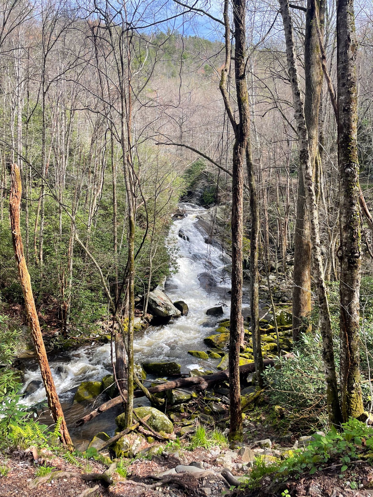 A river cascading down, seen in the distance through tall trees