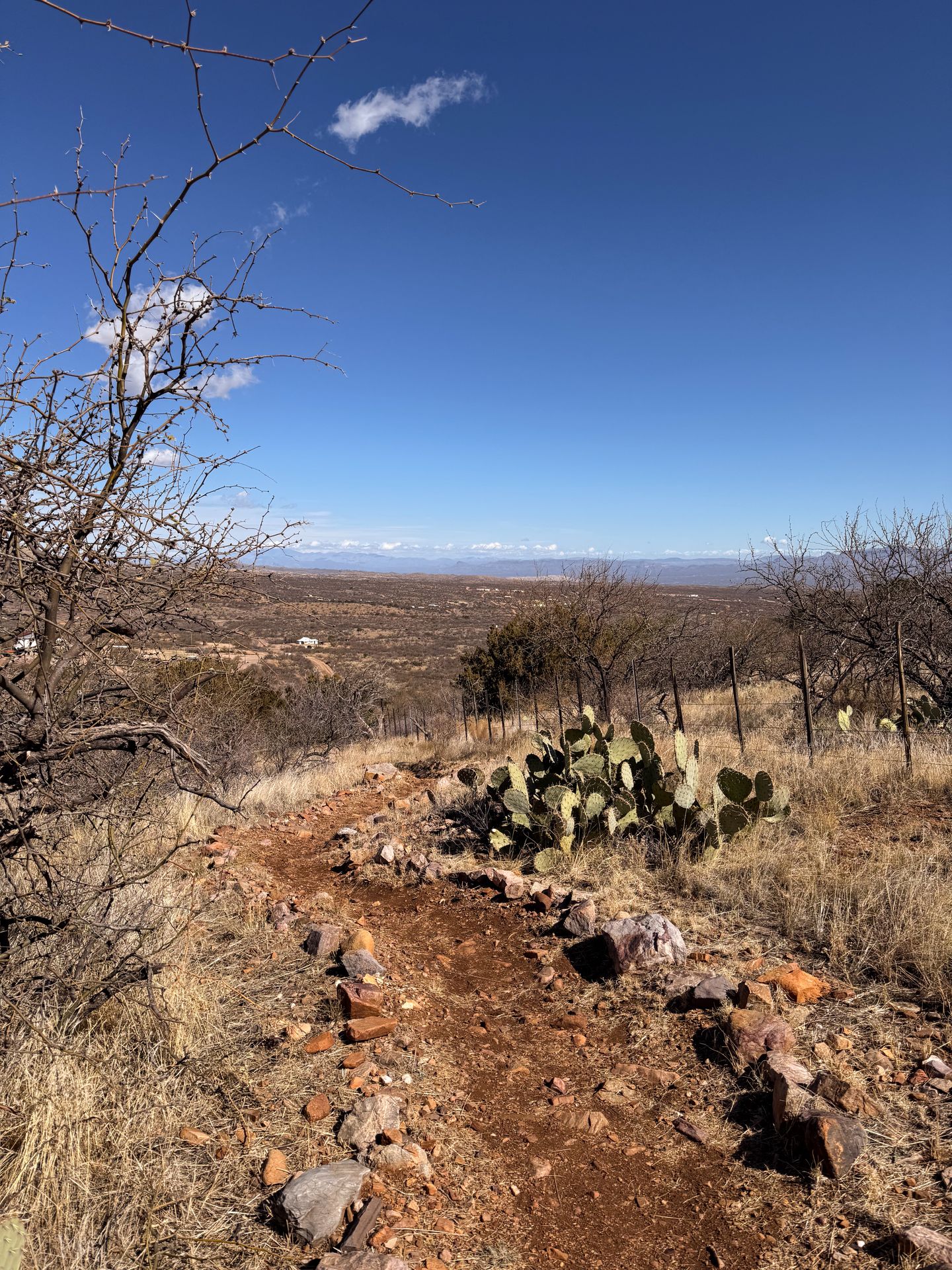 Desert landscape with snowy peaks in the distance