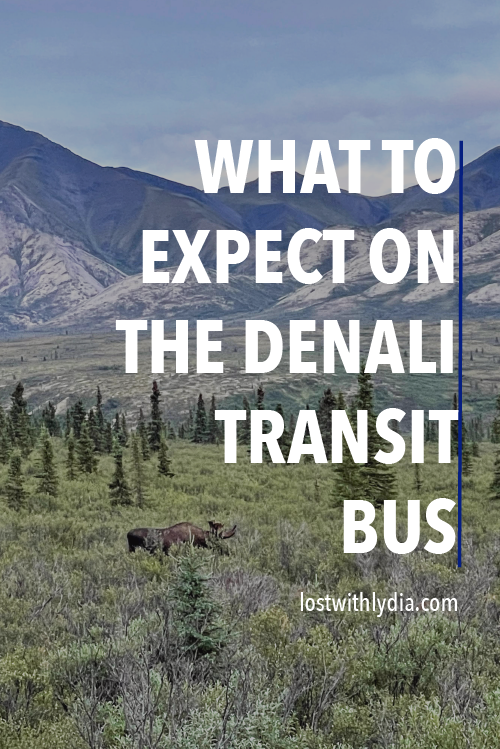 A guide to choosing between the Denali transit bus and the Denali narrated bus tour for your visit to Denali National Park!