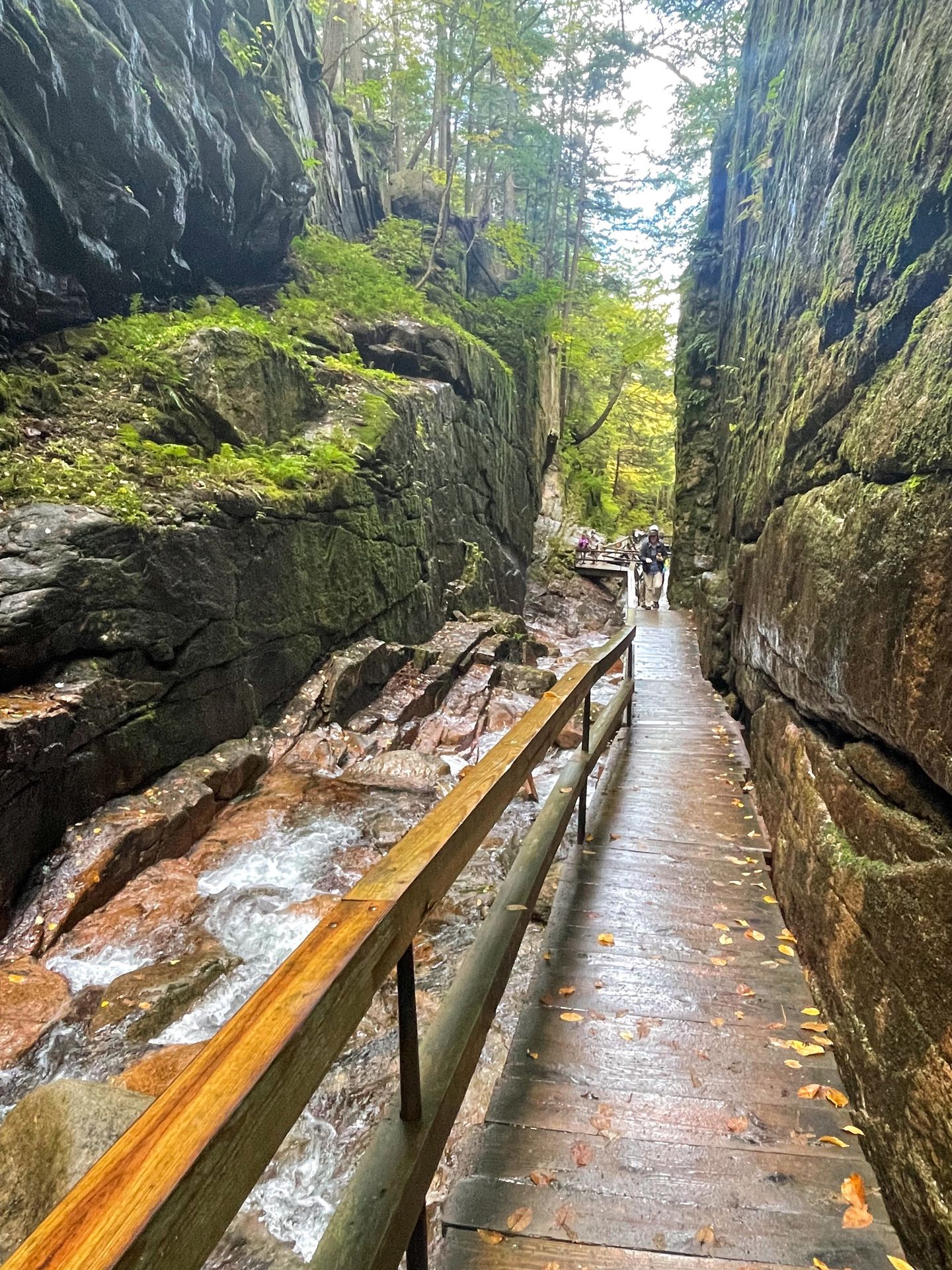 White mountain hotsell day hikes